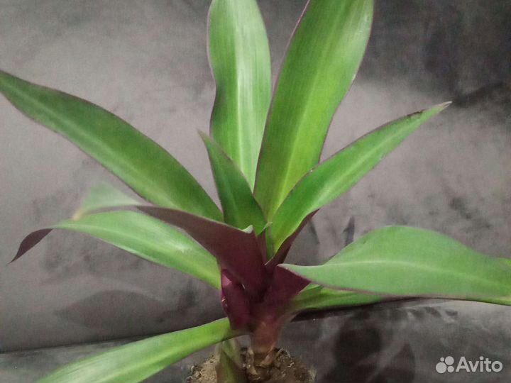 Рэо или «ладья Моисея»