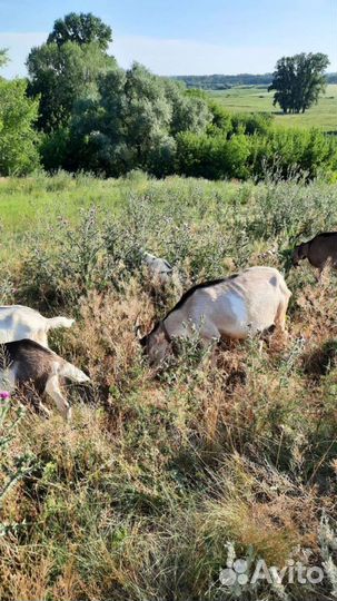 Зааненско-ольпийские дойная коза и козлята