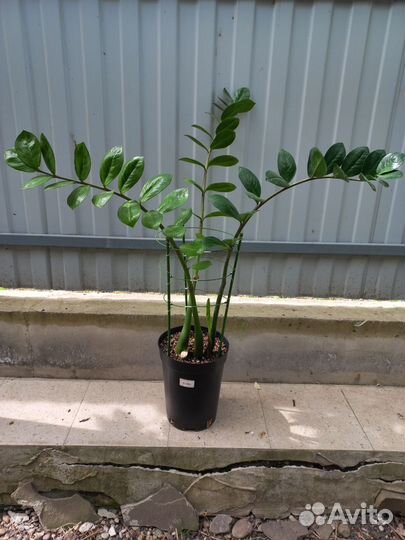 Монстера альба