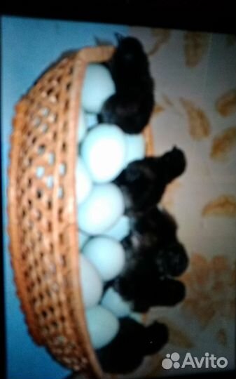 Фазаны, куры, петухи цыплята ия