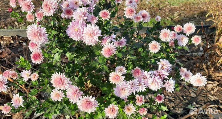 Хризантема многолетняя деленка