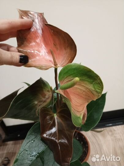 Сортовые Диффенбахии