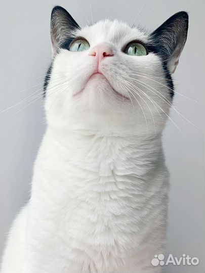 Отдам красивого котика