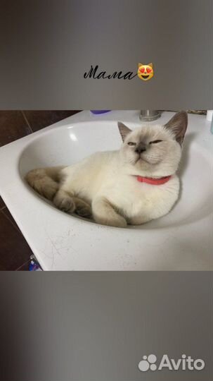 Шотландские вислоухие котята