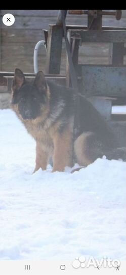 Подрощеная девочка немецкой овчарки с документами