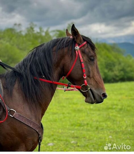 Уздечка+Мартингал биотан