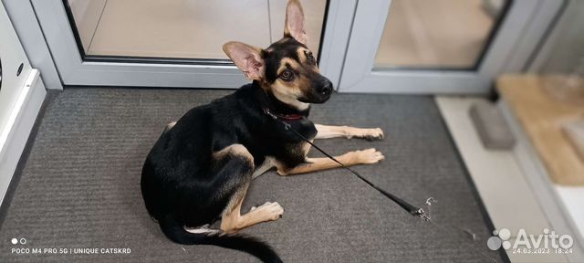 Особенный щенок ищет семью