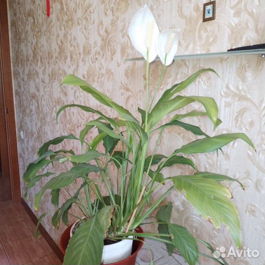 Спатифиллум