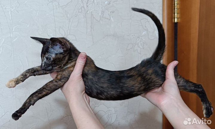 Ориентальные котята