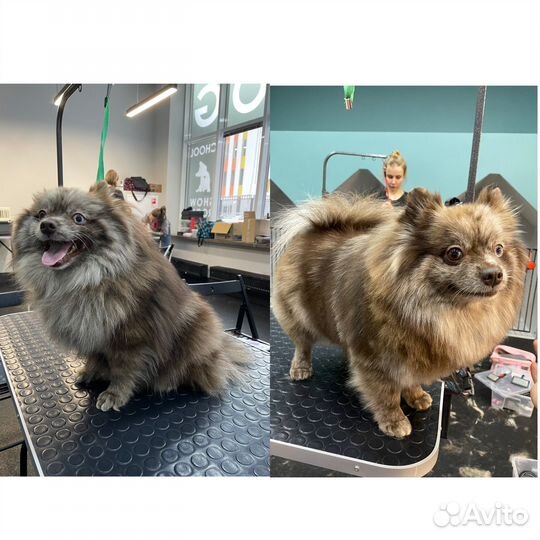 Грумер стрижка собак