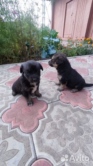 Щенки бесплатно