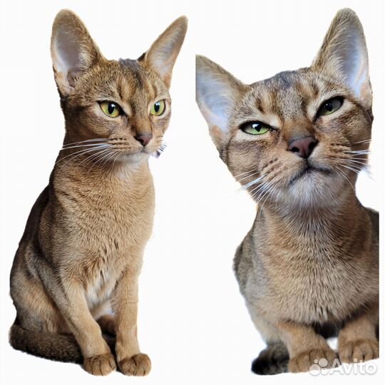 Абиссинская