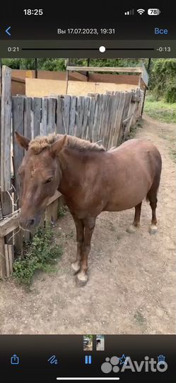 Лошадь пони