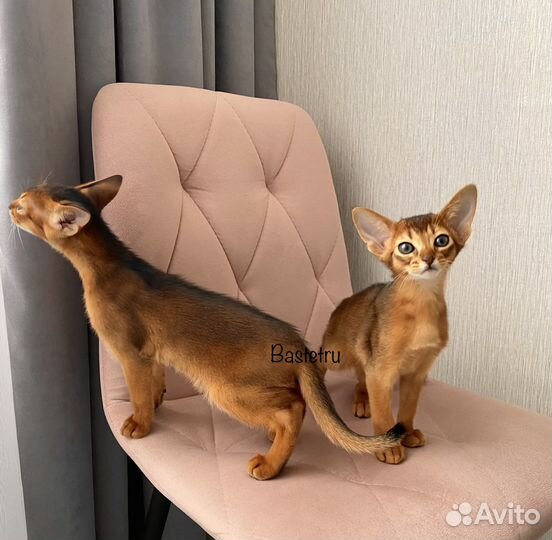 Абиссинские для ценителей