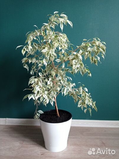 Фикус Бенджамина вариегатный черенки