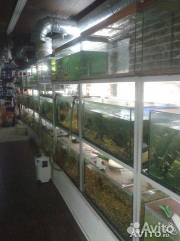 Аквариумные рыбки, большой выбор