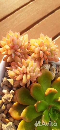 Суккуленты набор