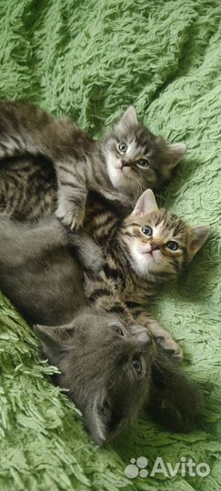 Британские котята