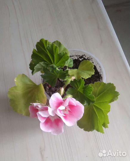 Пеларгония герань