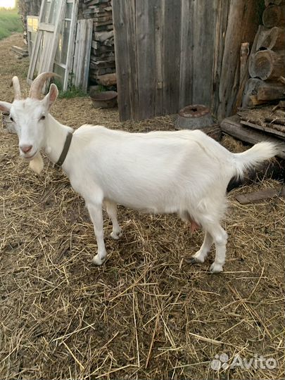 Зааненская дойная коза