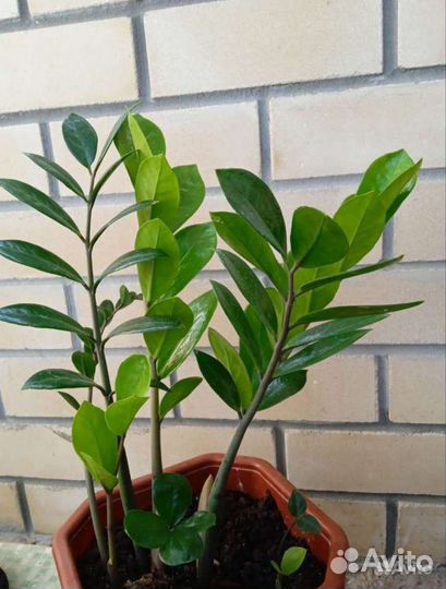 Замиокулькас