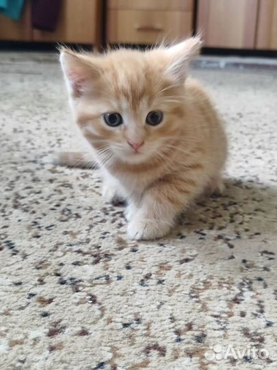 Котята в добрые руки бесплатно