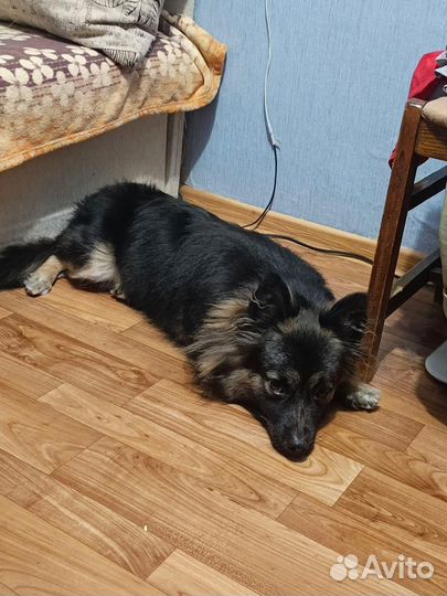 В добрые руки