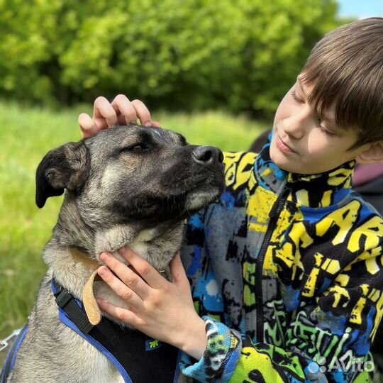 Ласковая собака из приюта никому не нужна