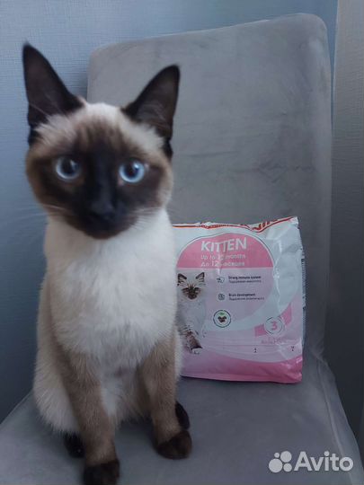 Сухой корм для кошек royalcanin 1.2кг