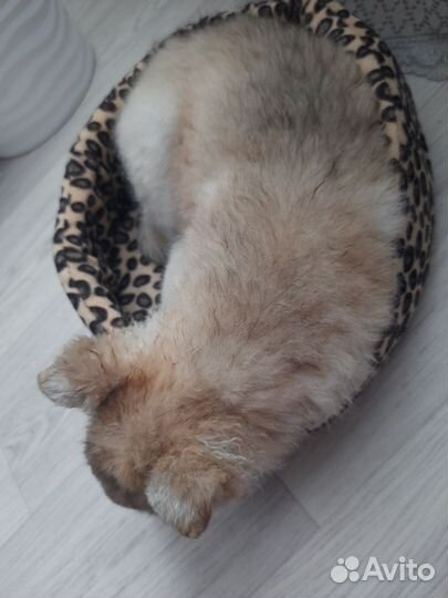 Щенок в добрые руки бесплатно