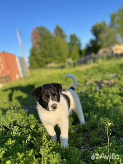 Щенки дворняжки бесплатно