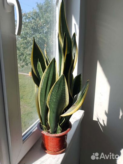 Щучий хвост