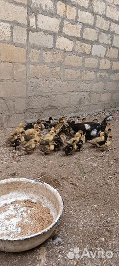 Утята индоутки