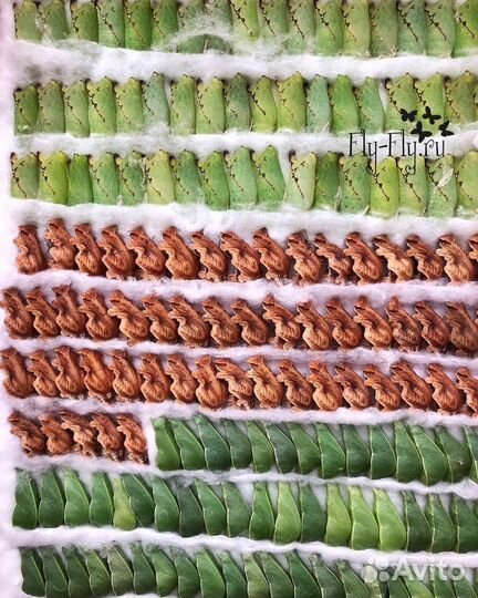 Франшиза Парка живых тропических бабочек Флай-Флай