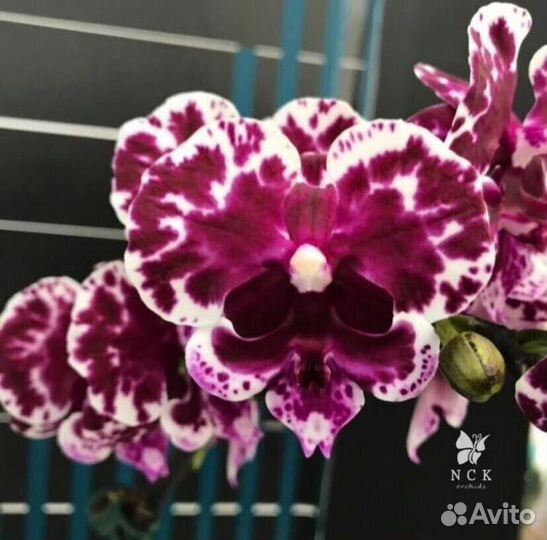 Сортовые орхидеи