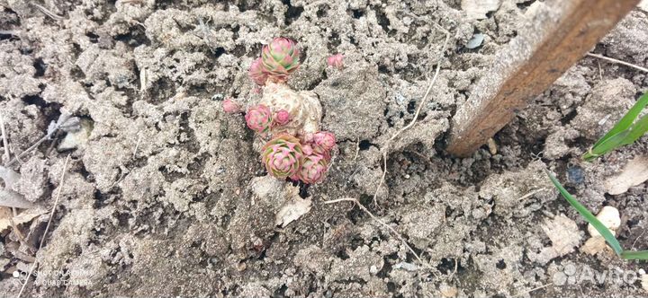 Золотой корень