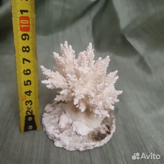 Морские кораллы