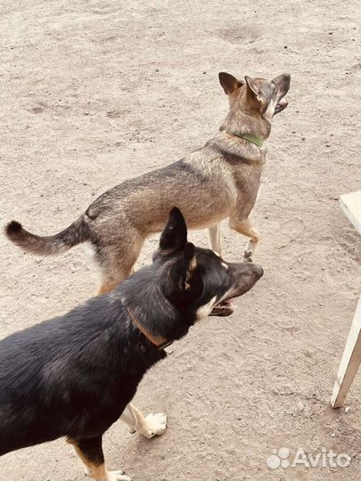 Боне очень нужен дом