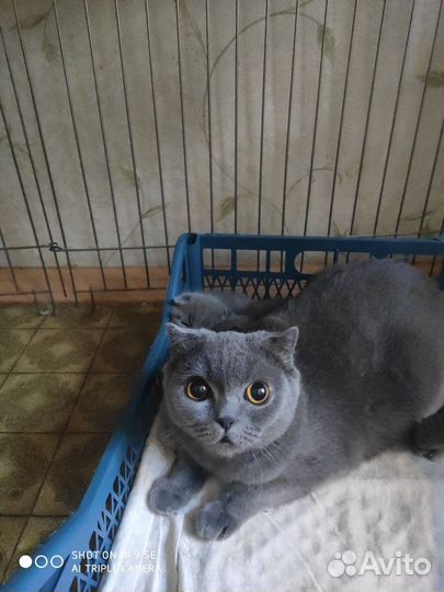 Голубая британка