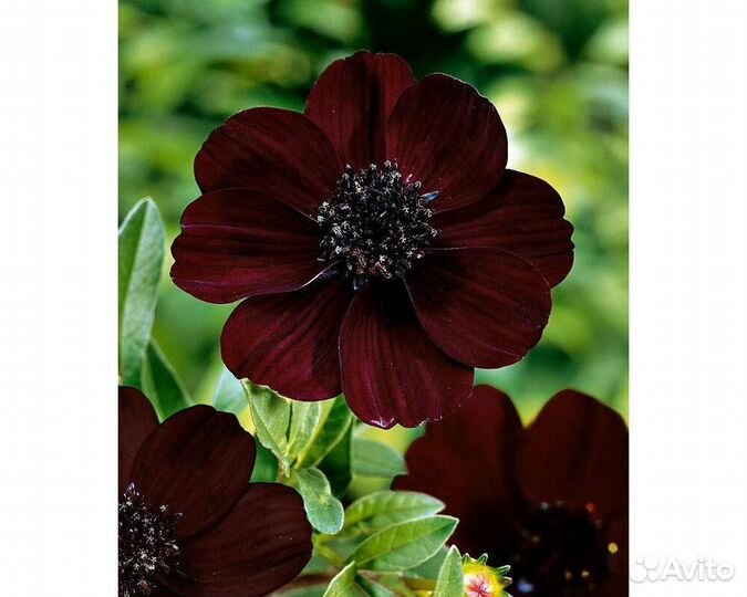 Космея Black Beauty