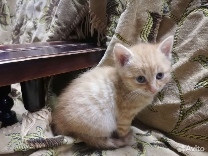 Кошки в добрые руки бесплатно