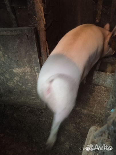 Домашняя свинья