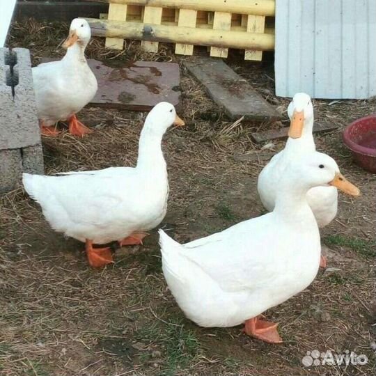 Мясная бройлерная утка орвия-ст5