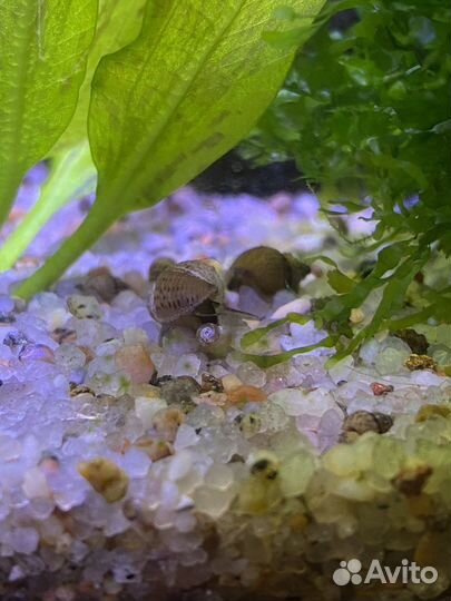 Растения для аквариума, улитки