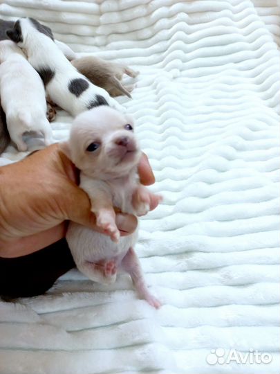 Цветник Чихуахуа