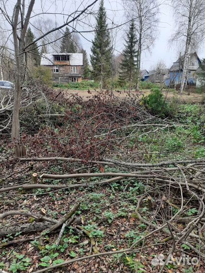 Лес на дрова бесплатно