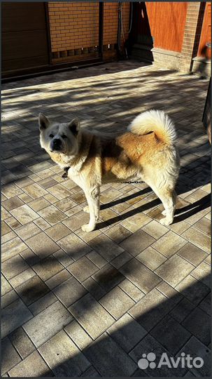 Тротуарная плитка, доставка