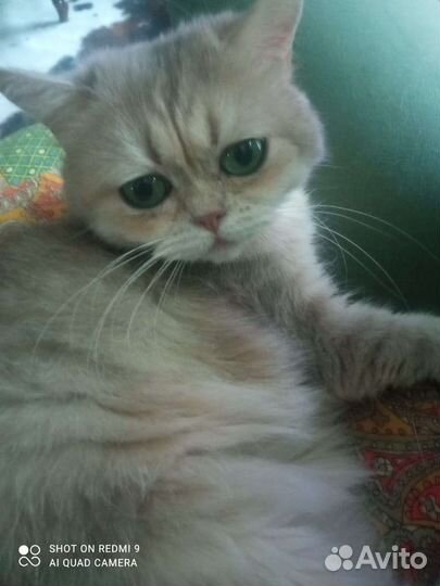 Кошечка Кася в добрые руки