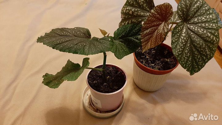 Стрептокарпус. Бегония королевская,пахистахис