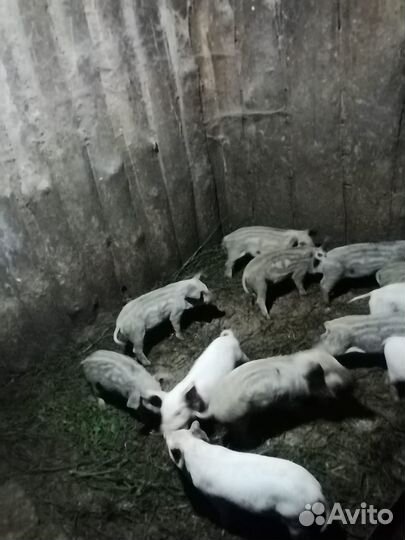 Поросята помесь ландрас с венгерской мангалицей